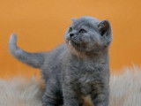 1 chaton mâle British Shorthair LOOF à vendre