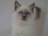Chaton femelle Ragdoll blue point à réserver (LOOF)
