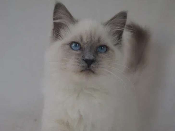 Chaton femelle Ragdoll blue point à réserver (LOOF)