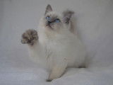 Chaton femelle Ragdoll blue point à réserver (LOOF)