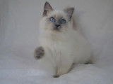 Chaton femelle Ragdoll blue point à réserver (LOOF)
