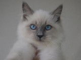 Chaton femelle Ragdoll blue point à réserver (LOOF)