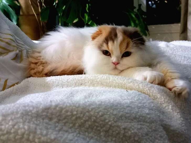 Chaton femelle Highland Fold disponible à la vente (LOOF)