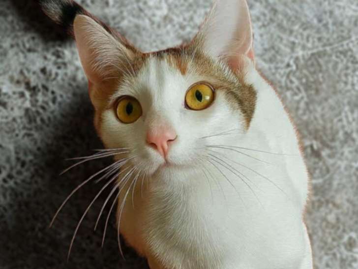 Jolie petite Amira, chatonne tricolore à adopter en association