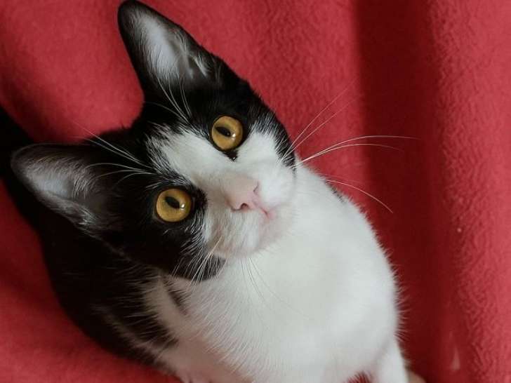 Petite Annwyn, chatonne à adopter en association