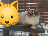 Chat adulte mâle Ragdoll chocolat point LOOF à vendre