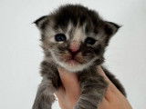 À réserver, 4 chatons Maine Coon (LOOF)