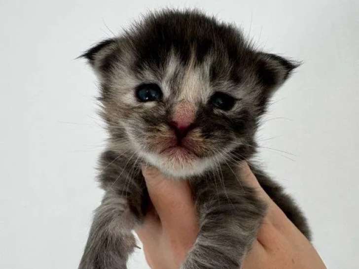 À réserver, 4 chatons Maine Coon (LOOF)