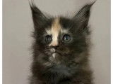 3 chatons femelles Maine Coon LOOF à réserver