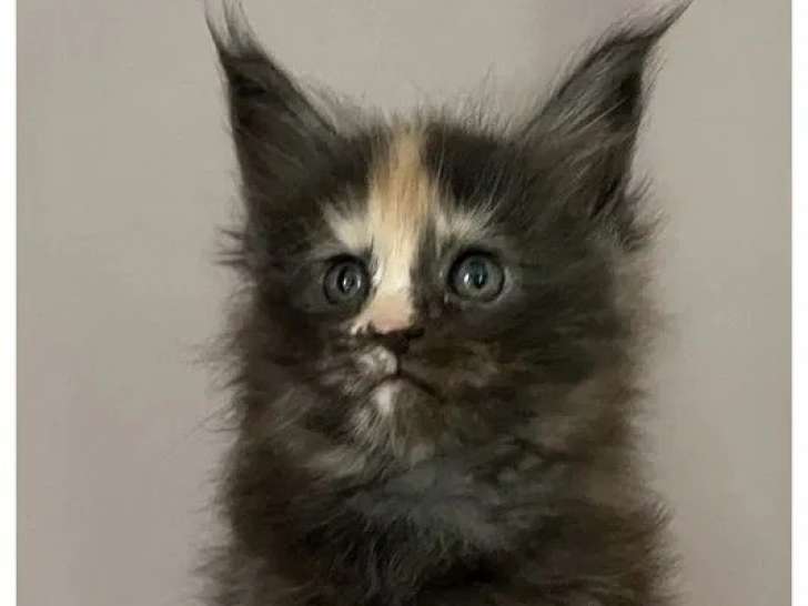 3 chatons femelles Maine Coon LOOF à réserver