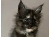 3 chatons femelles Maine Coon LOOF à réserver