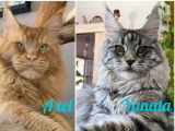 3 chatons femelles Maine Coon LOOF à réserver