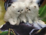 2 chatons Persan à réserver (LOOF)