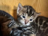 6 chatons Bengal disponibles à l’achat (LOOF)