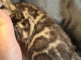6 chatons Bengal disponibles à l’achat (LOOF)