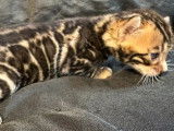 6 chatons Bengal disponibles à l’achat (LOOF)