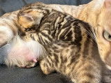 6 chatons Bengal disponibles à l’achat (LOOF)