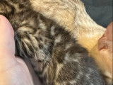 6 chatons Bengal disponibles à l’achat (LOOF)