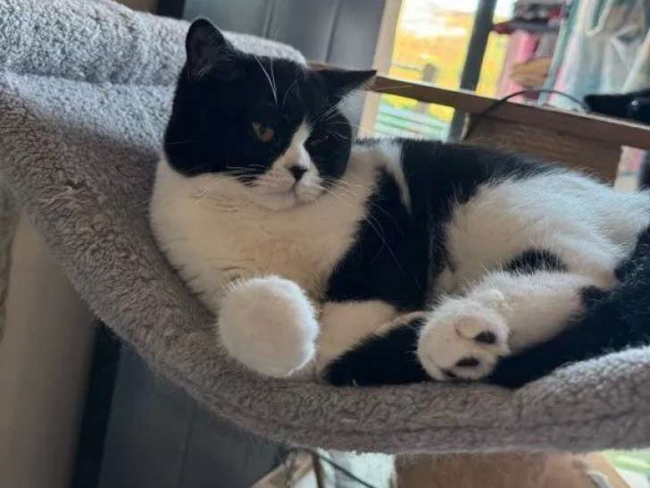 Chaton femelle British Shorthair LOOF à vendre