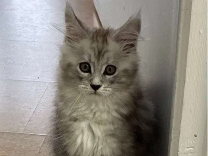 Un chaton mâle Maine Coon black silver blotched tabby à vendre (LOOF)