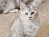 3 chatons Maine Coon disponibles à la vente (LOOF)