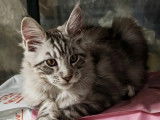 3 chatons Maine Coon disponibles à la vente (LOOF)