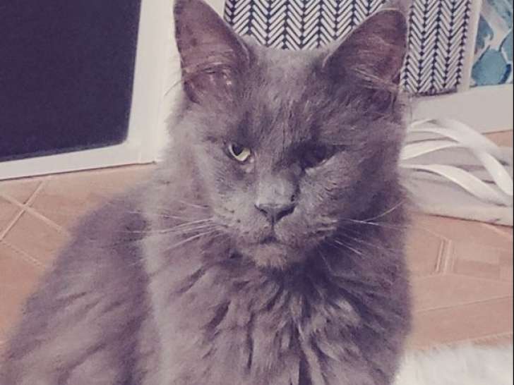 À vendre, 1 chatte Maine Coon LOOF de 4 ans
