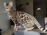 1 chaton femelle Bengal LOOF à vendre, brown tabby rosetted de juillet 2025