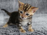 7 chatons Bengals LOOF d'octobre 2025 à réserver