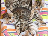 5 chatons Bengals LOOF à réserver