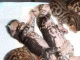 5 chatons Bengals LOOF à réserver