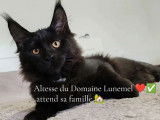 3 chatons Maine Coon LOOF à vendre