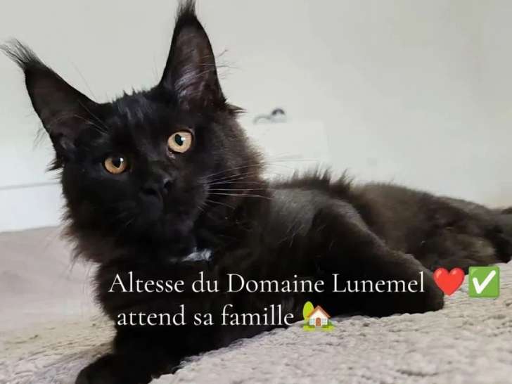 3 chatons Maine Coon LOOF à vendre