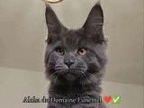 3 chatons Maine Coon LOOF à vendre
