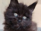 3 chatons Maine Coon LOOF à vendre