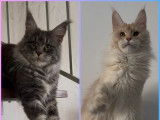 6 chatons Maine Coon LOOF à vendre