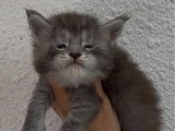 6 chatons Maine Coon LOOF à vendre