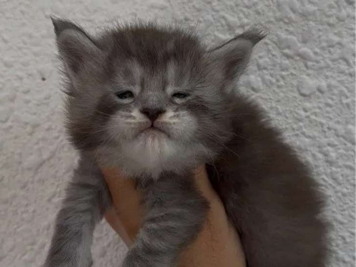 6 chatons Maine Coon LOOF à vendre