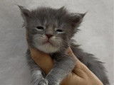 6 chatons Maine Coon LOOF à vendre