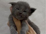 6 chatons Maine Coon LOOF à vendre