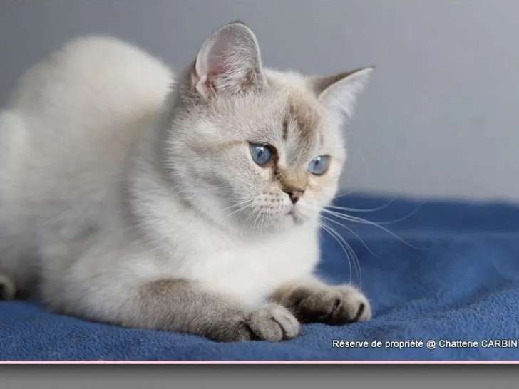 Chat adulte femelle British Shorthair disponible à la réservation (LOOF)