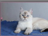 Chat adulte femelle British Shorthair disponible à la réservation (LOOF)