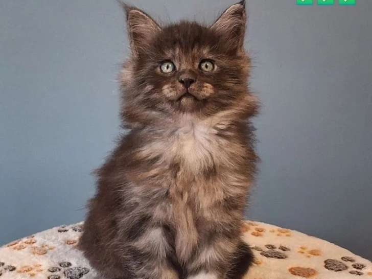 5 chatons Maine Coon LOOF à réserver