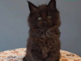 5 chatons Maine Coon LOOF à réserver