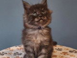 5 chatons Maine Coon LOOF à réserver