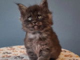 5 chatons Maine Coon LOOF à réserver