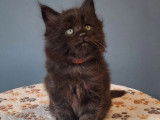 5 chatons Maine Coon LOOF à réserver