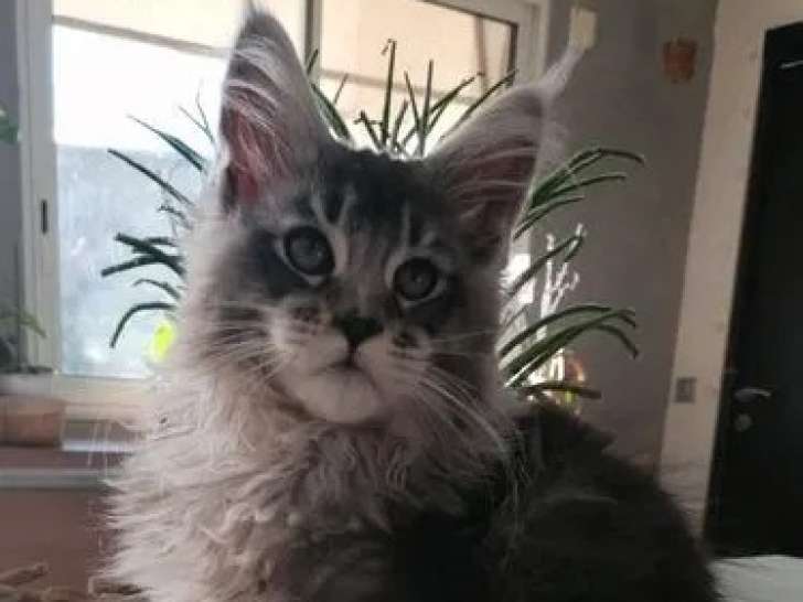 Chaton mâle Maine Coon black silver ticked tabby à réserver (LOOF)