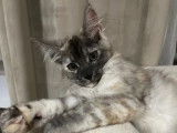 Chatonne Maine Coon black silver tortie disponible à l’achat (LOOF)