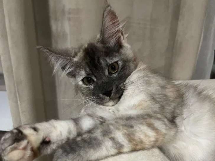 Chatonne Maine Coon black silver tortie disponible à l’achat (LOOF)